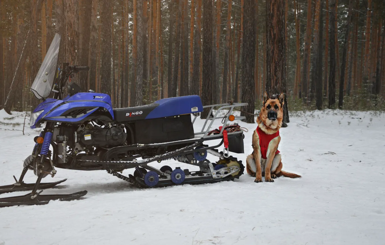 Photo wallpaper winter, look, each, dog, dog, snowmobile, shepherd, shepherd