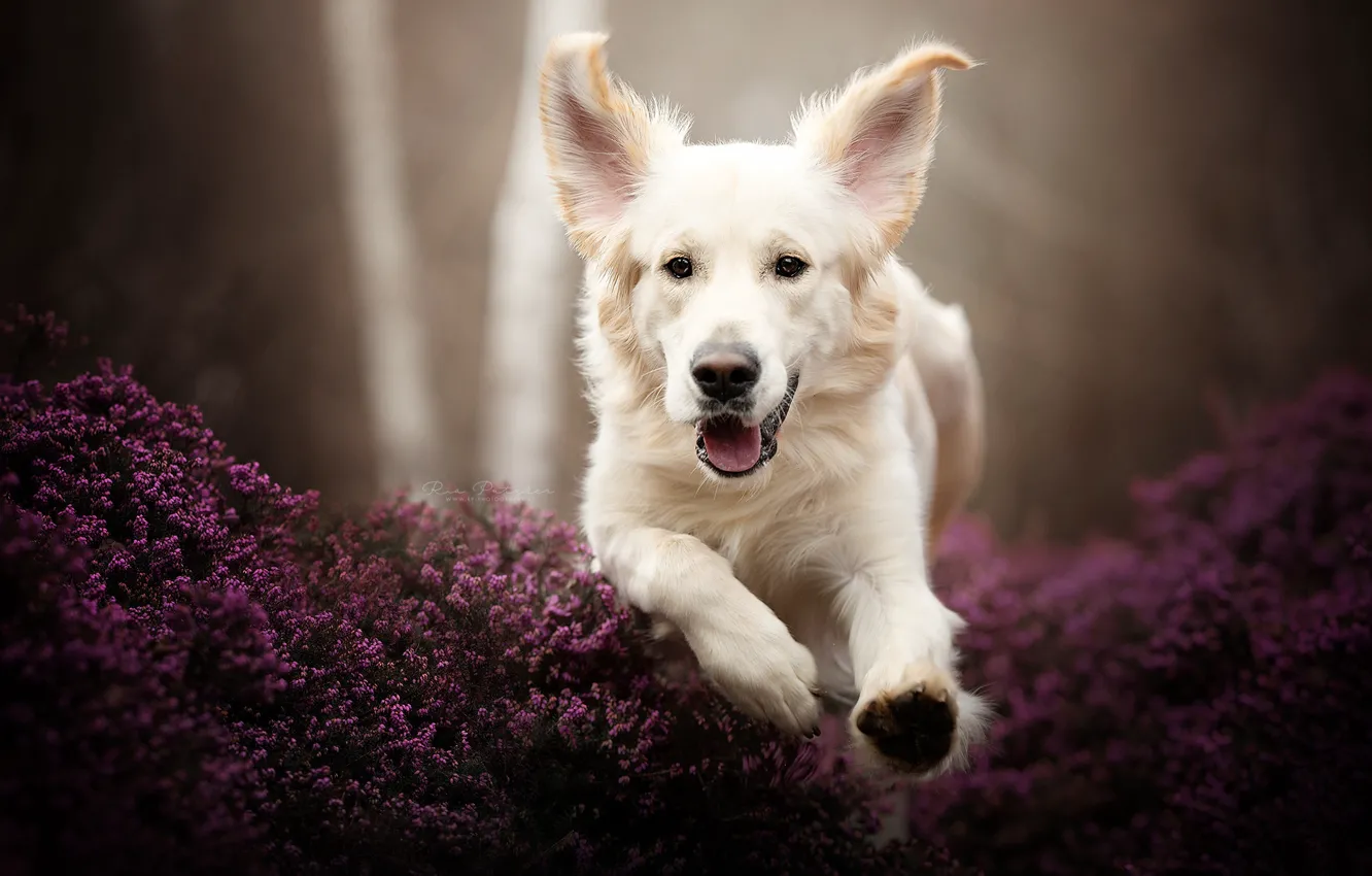 Photo wallpaper face, dog, running, ears, Golden Retriever, Golden Retriever, Heather