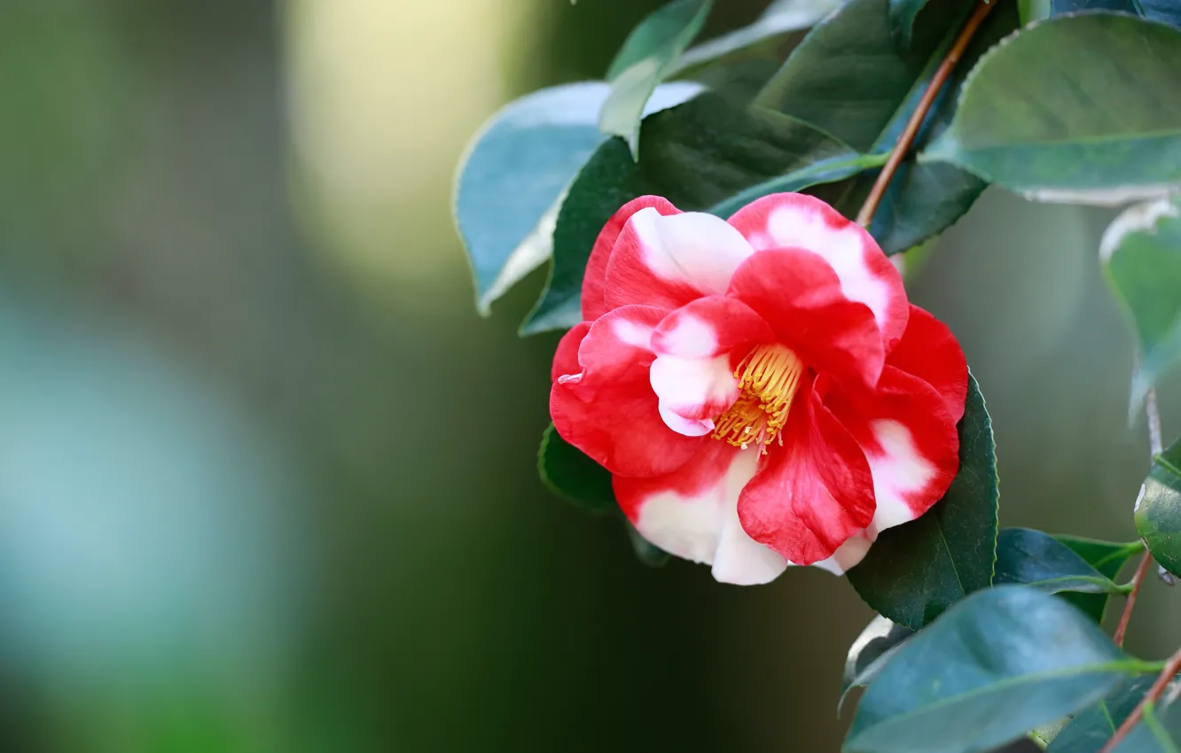 Photo wallpaper leaves, petals, bokeh, Camellia