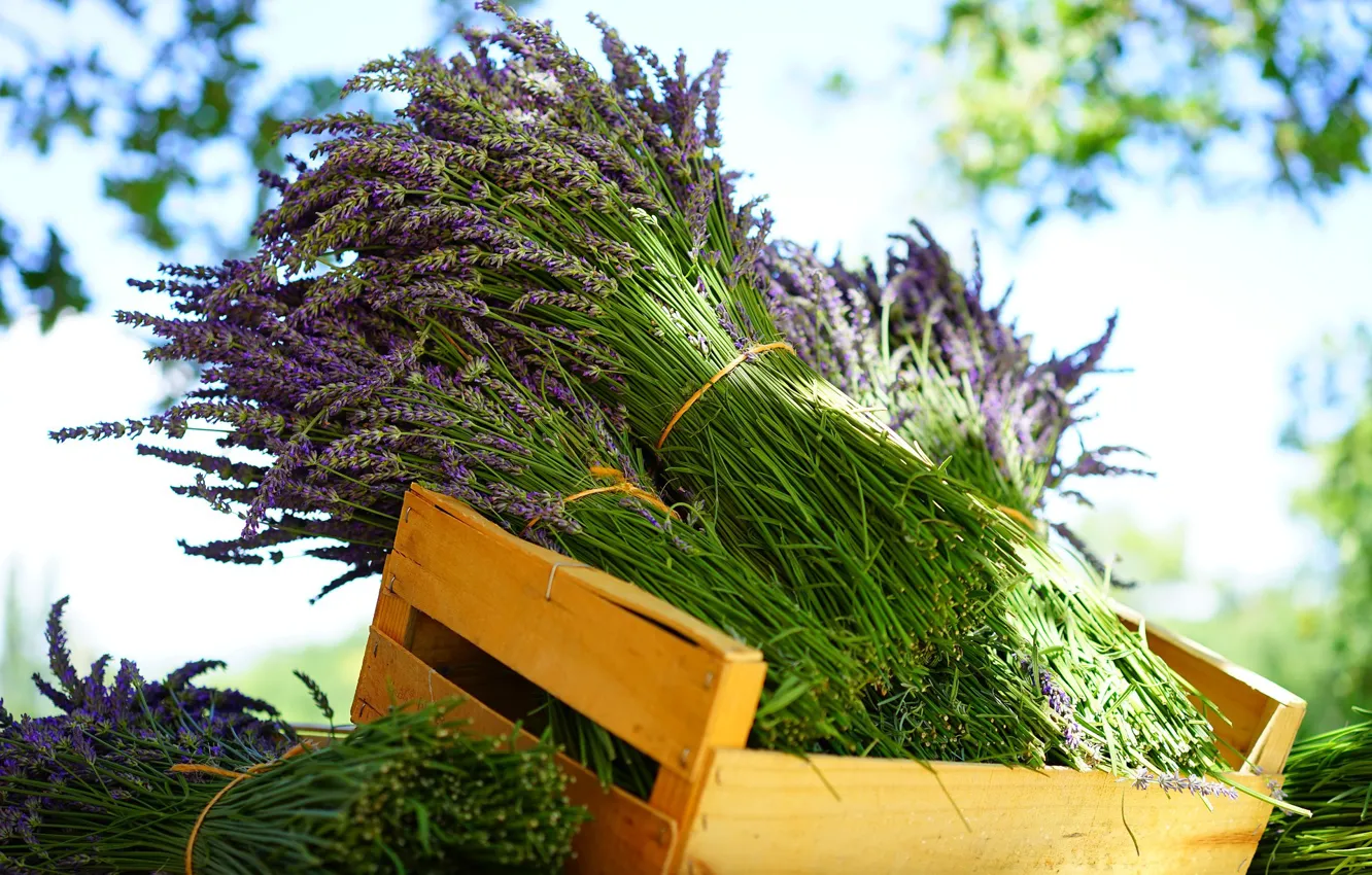 Photo wallpaper box, lavender, bundles