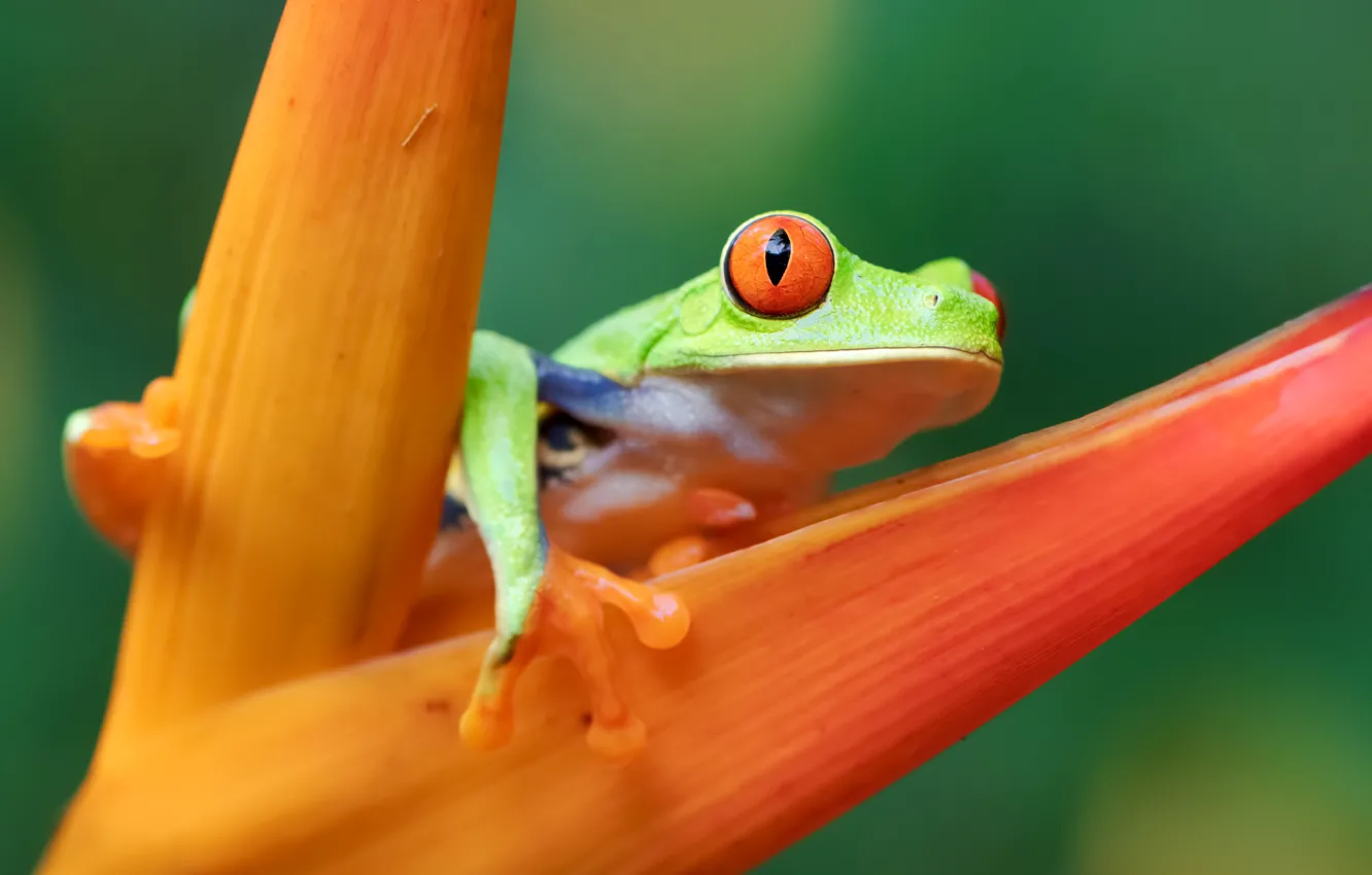 Photo wallpaper flower, macro, orange, plant, frog, green, red-eyed tree frog