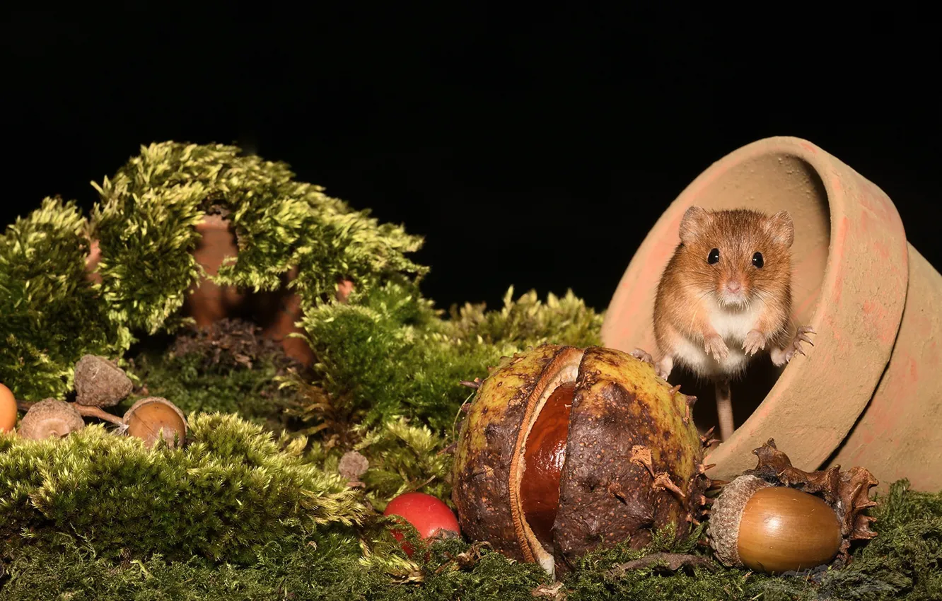 Photo wallpaper mouse, pot, chestnuts