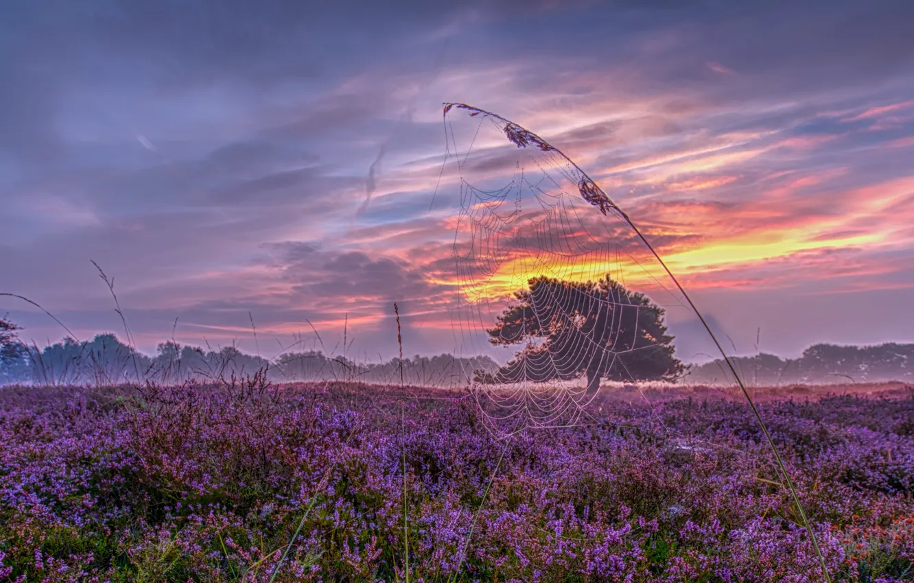 Photo wallpaper sunset, web, meadow, panorama, Netherlands, a blade of grass, Holland, Heather