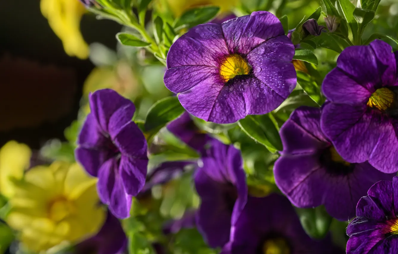 Photo wallpaper purple, macro, Petunia