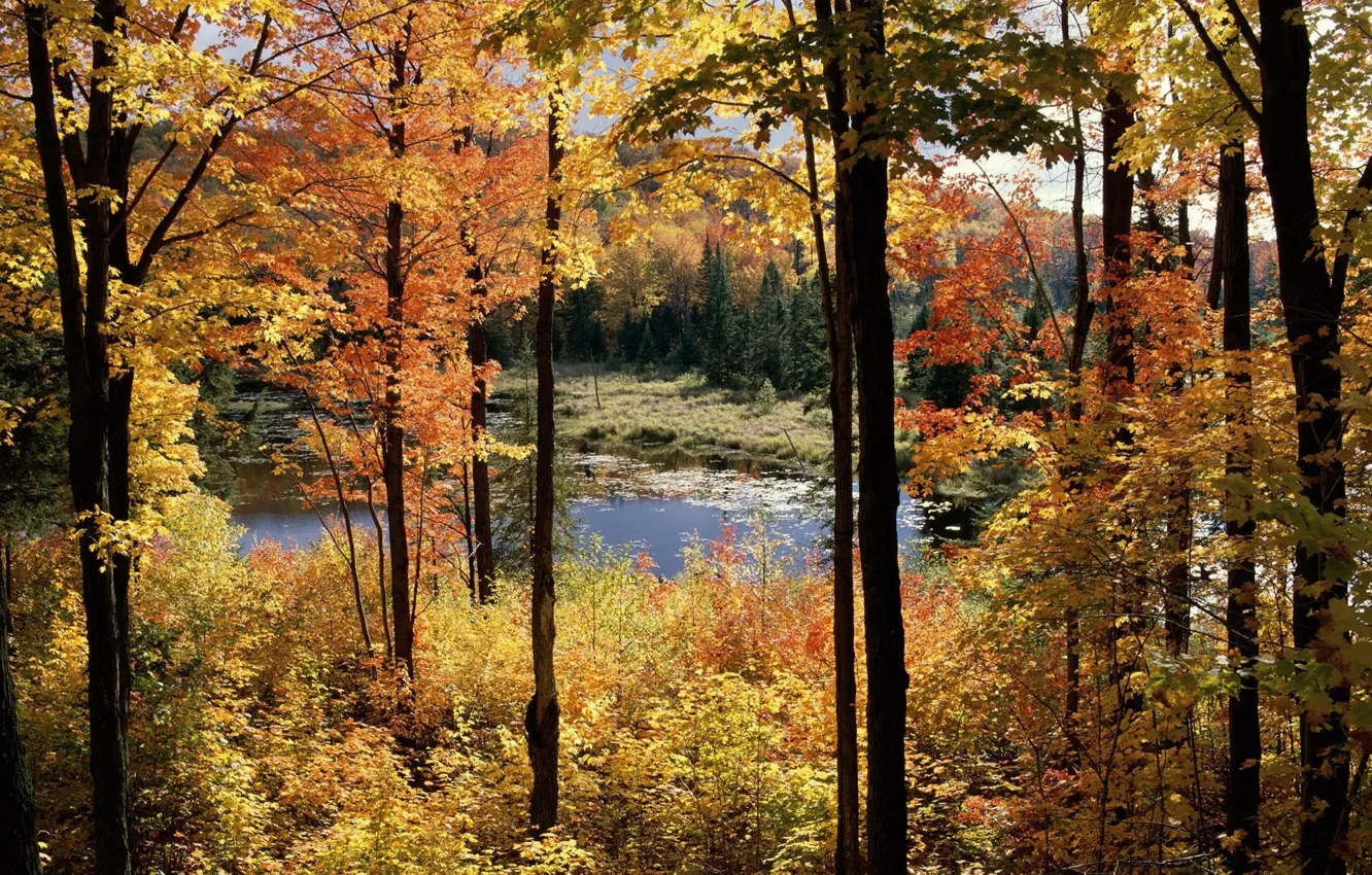 Photo wallpaper autumn, trees, landscape, swamp