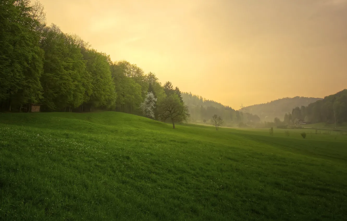 Photo wallpaper forest, grass, sunset, nature, spring, after the rain