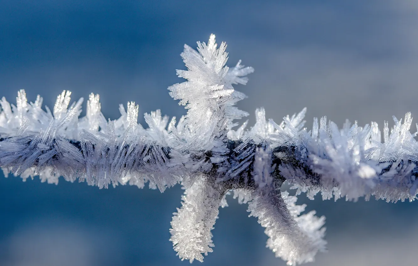 Photo wallpaper winter, frost, macro, snow, nature, branch, frost