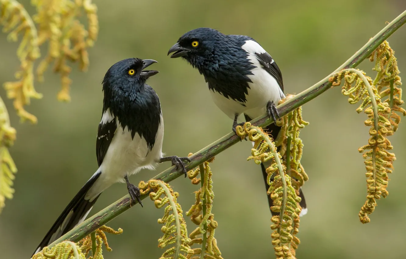 Photo wallpaper branches, bird, beak, pair, tail