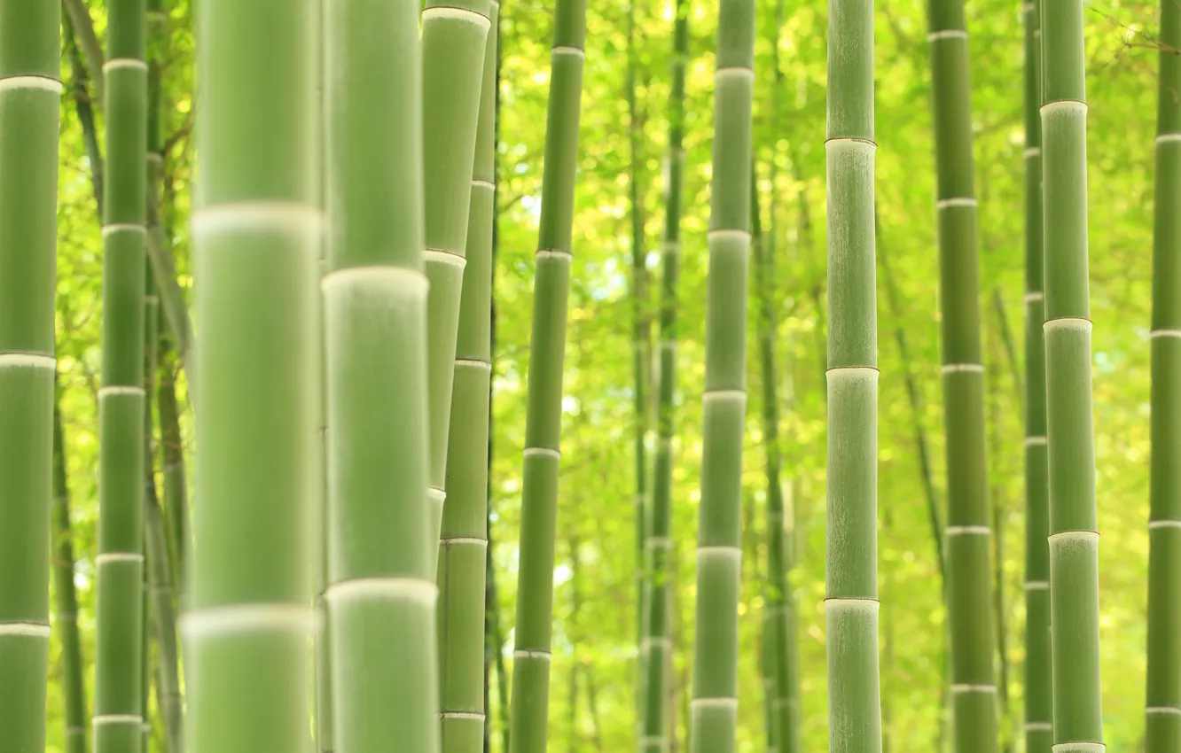 Photo wallpaper plant, texture, bamboo