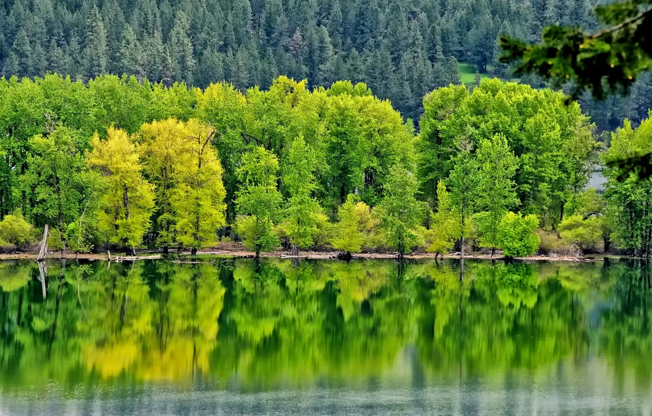 Photo wallpaper forest, trees, reflection, river