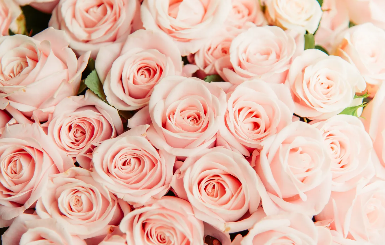 Photo wallpaper roses, pink, a lot