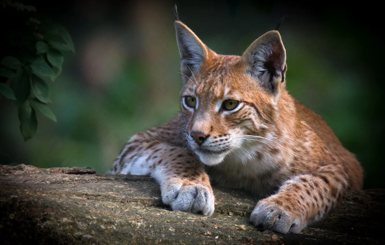 Photo wallpaper look, face, leaves, nature, pose, the dark background, portrait, paws