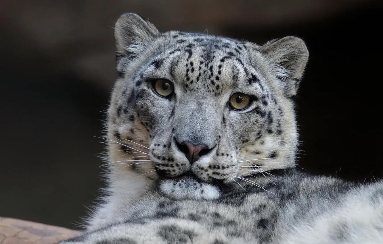 Photo wallpaper snow leopard, snow leopard, IRBIS