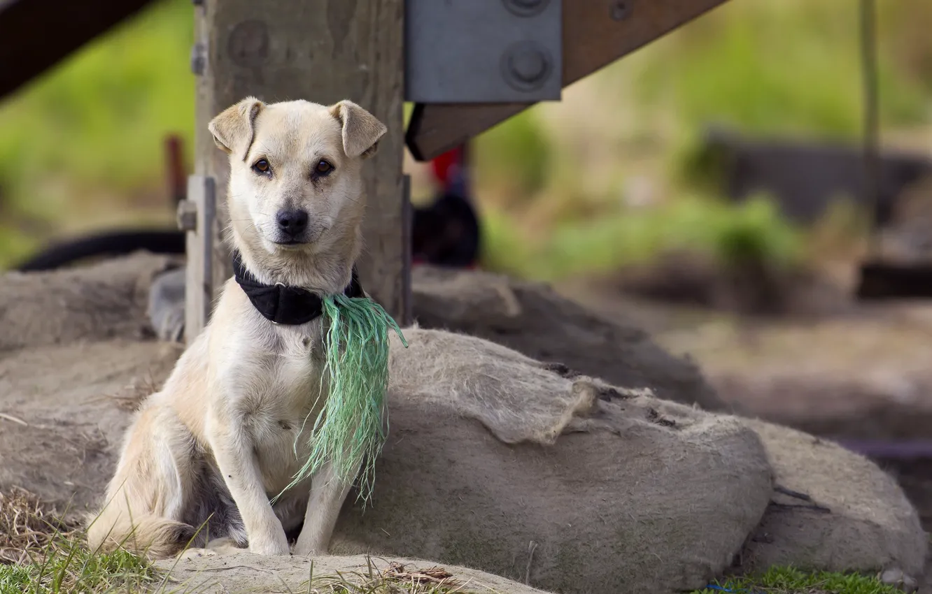 Photo wallpaper look, each, dog