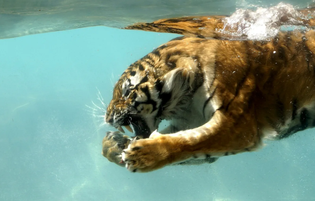 Photo wallpaper cat, nature, tiger, under water