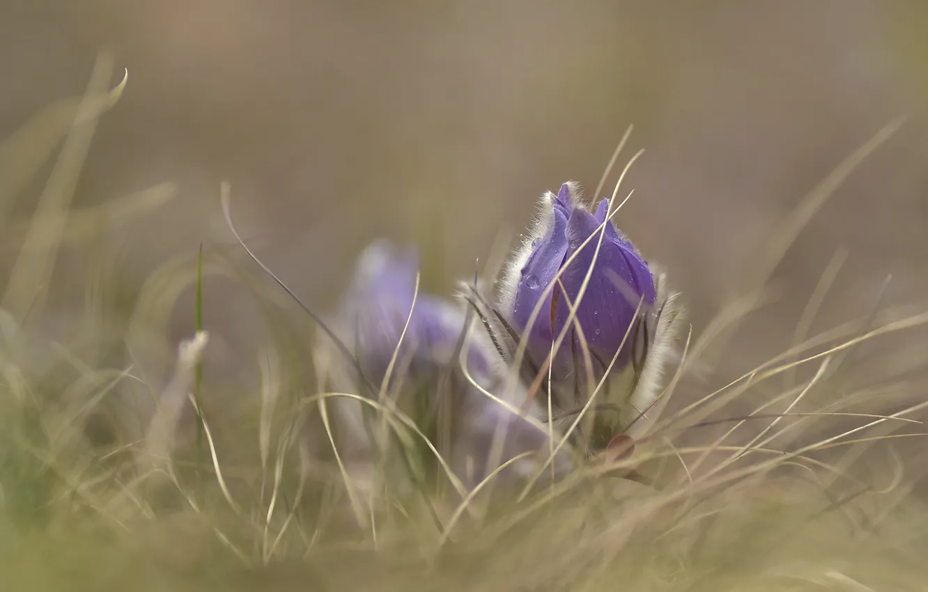 Photo wallpaper flowers, cross, drops, buds, lilac