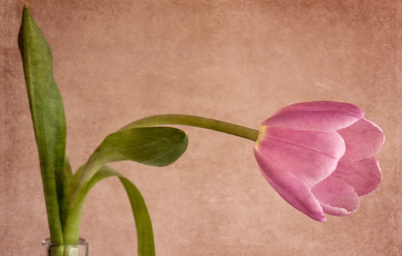 Photo wallpaper style, background, Tulip