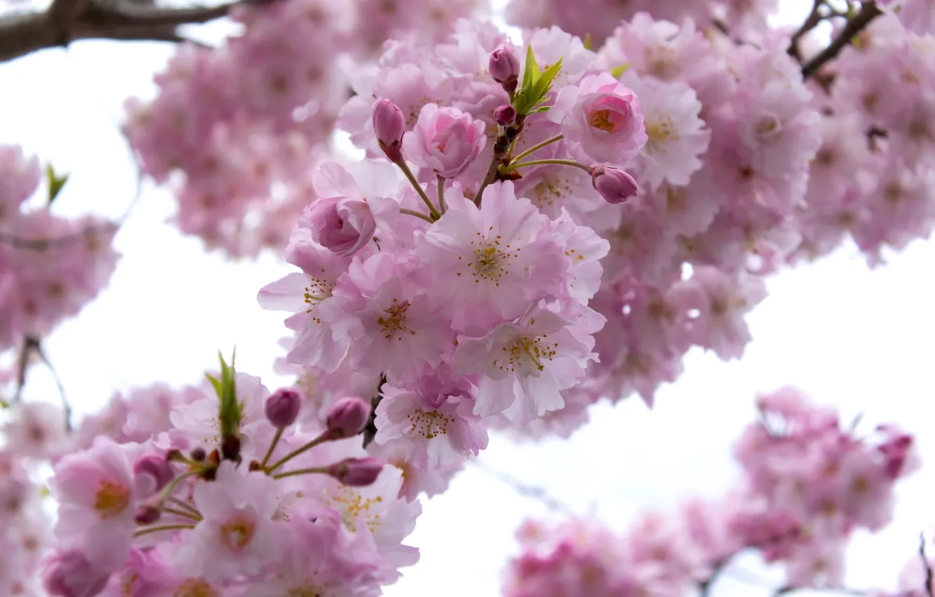 Photo wallpaper branches, cherry, spring, Sakura, flowering