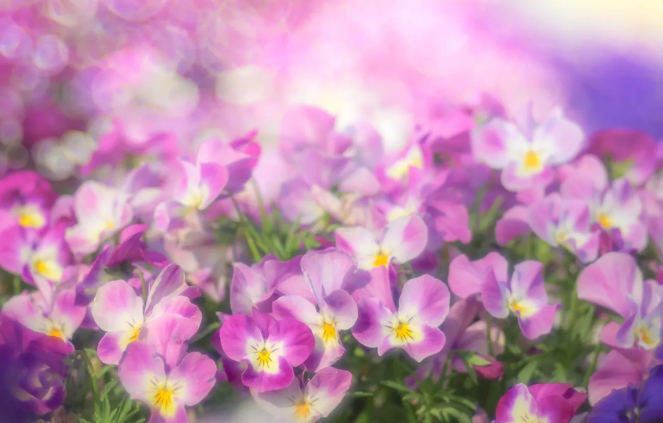 Photo wallpaper Pansy, lilac, viola