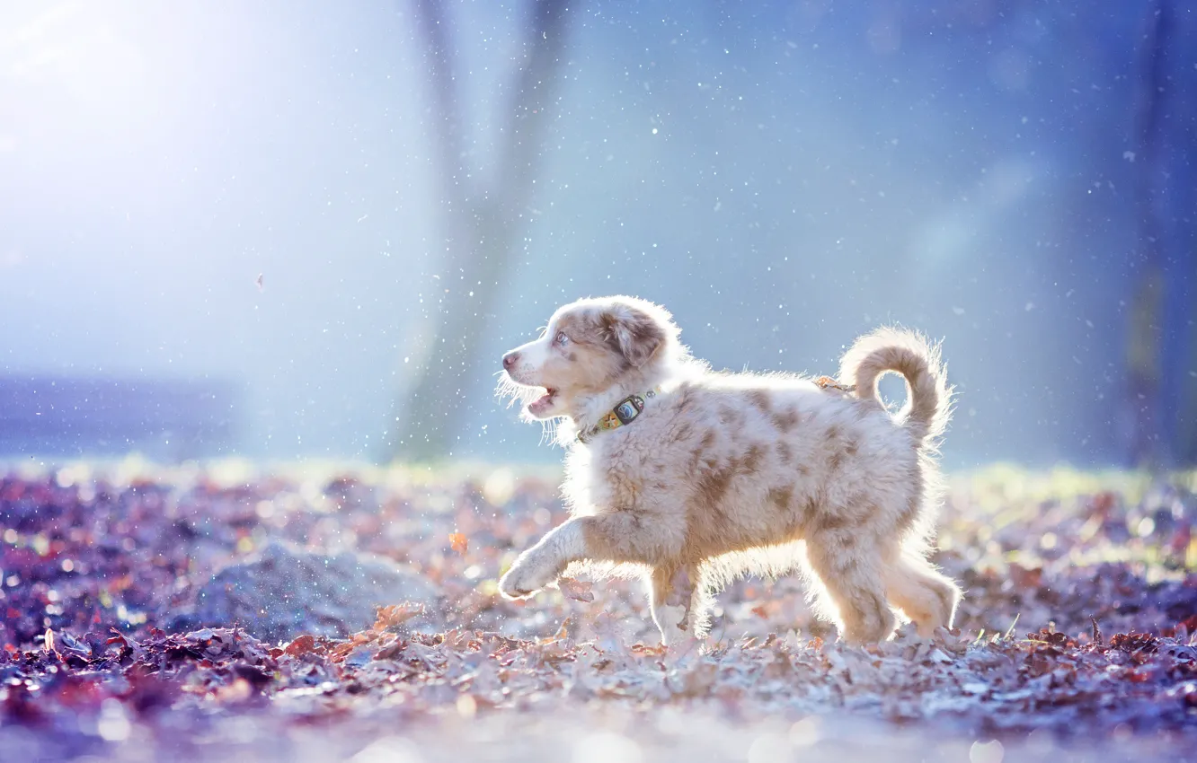 Photo wallpaper snow, dog, puppy, walk, Australian shepherd, Aussie
