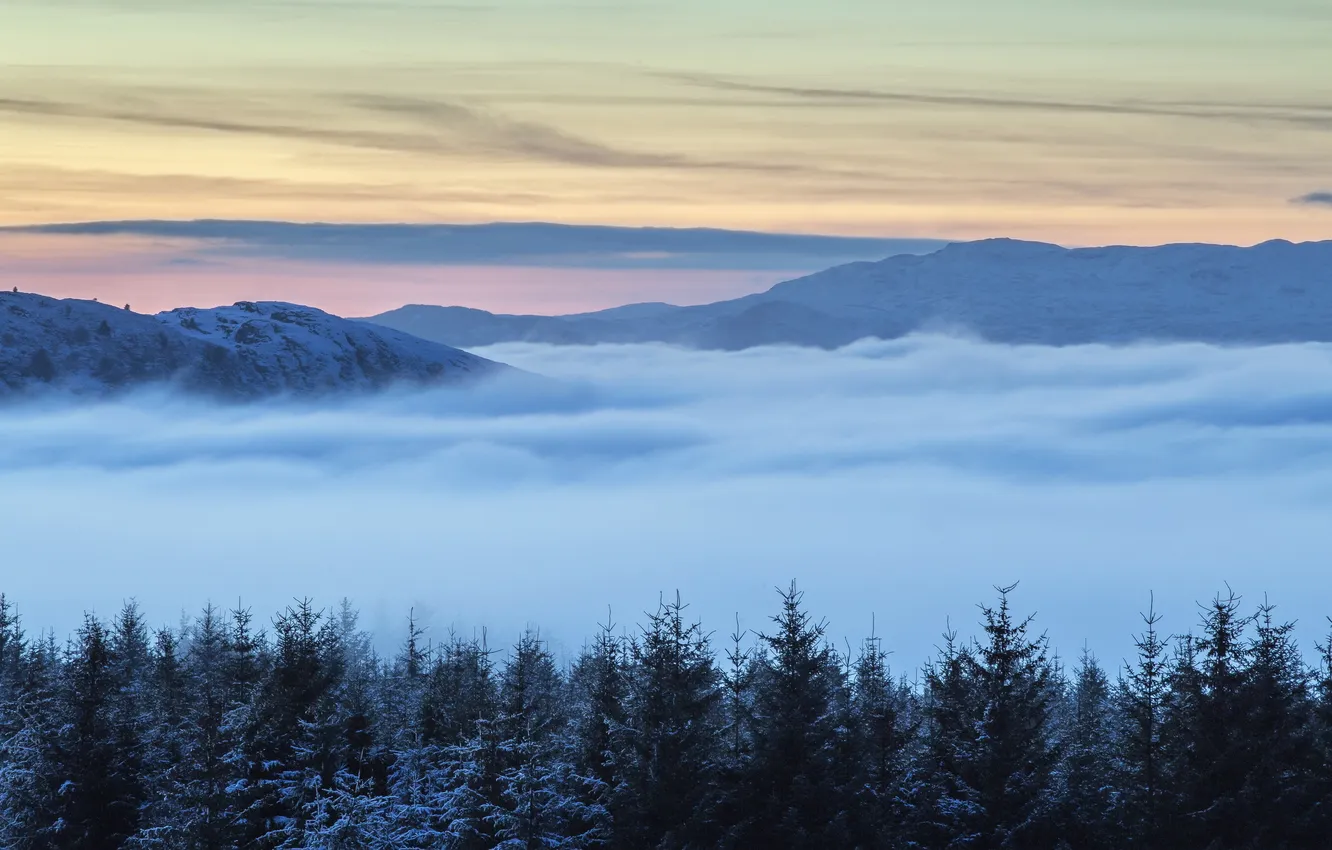 Photo wallpaper trees, landscape, mountains