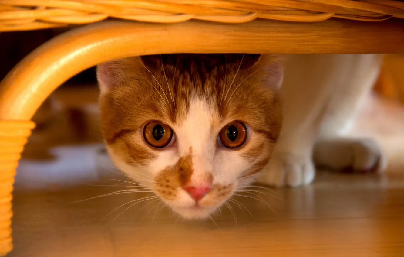 Photo wallpaper cat, look, home