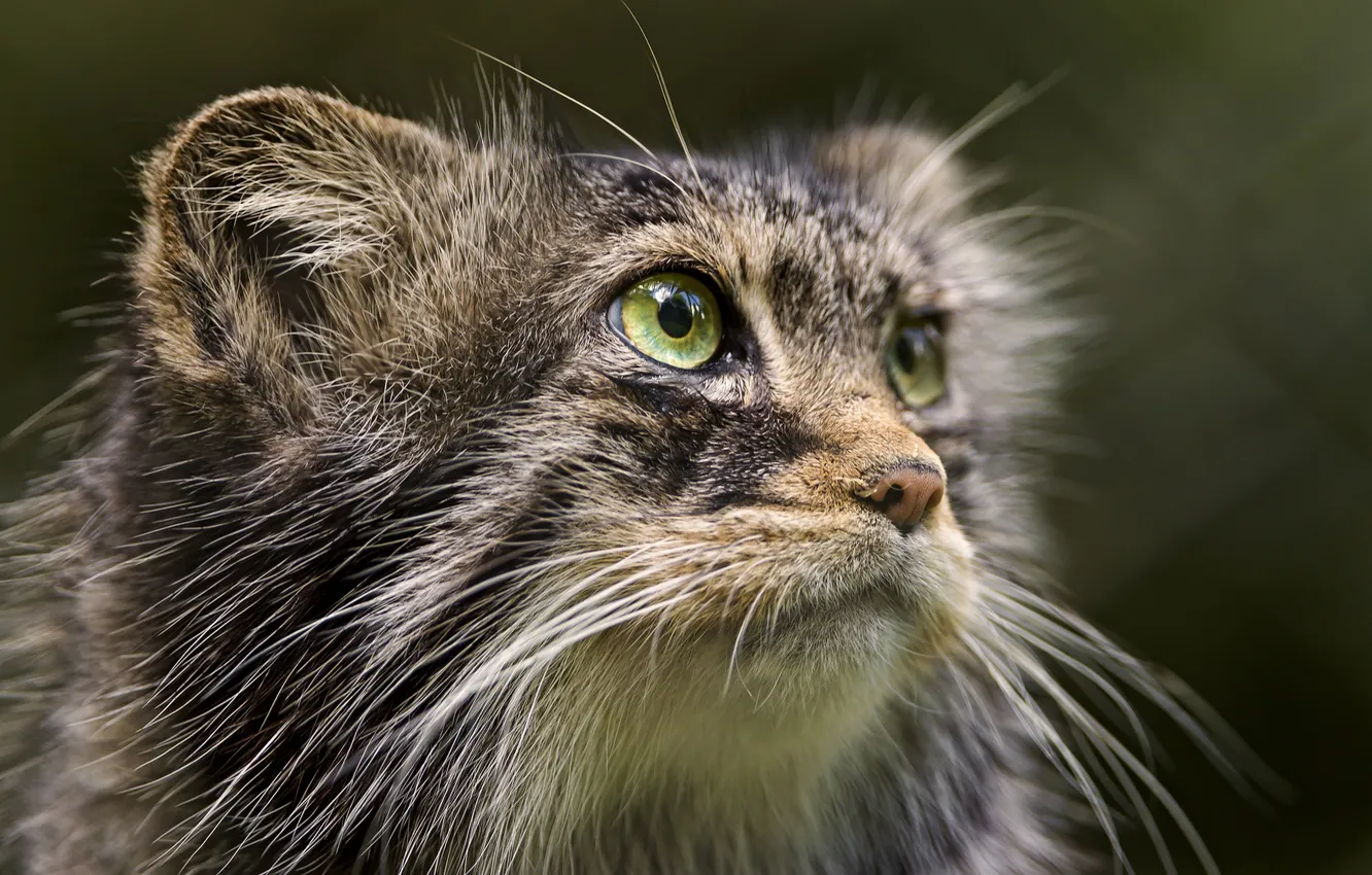 Photo wallpaper cat, look, face, manul