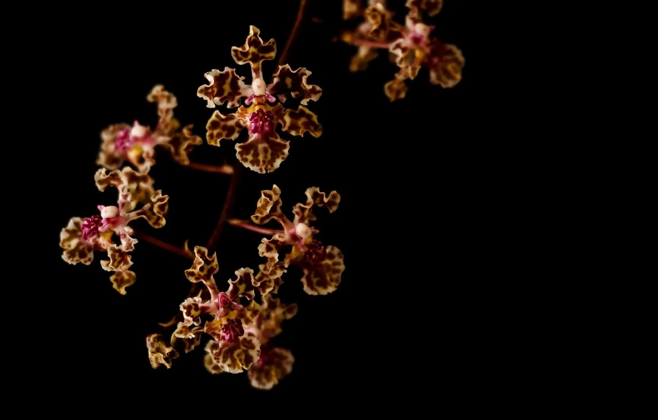 Photo wallpaper macro, branches, the dark background, Orchid, motley