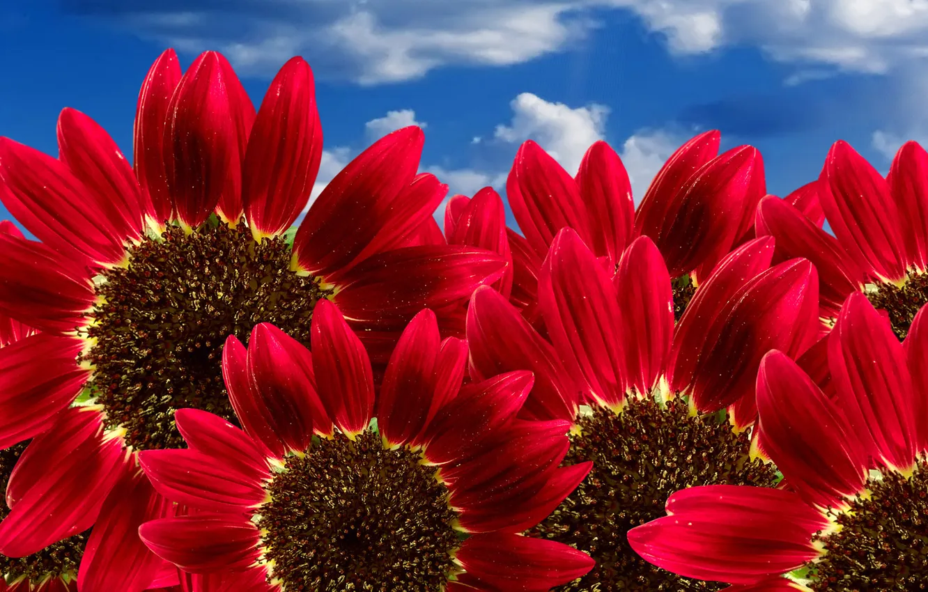 Photo wallpaper the sky, sunflowers, red