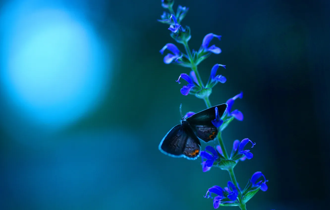 Photo wallpaper macro, nature, butterfly, flowers