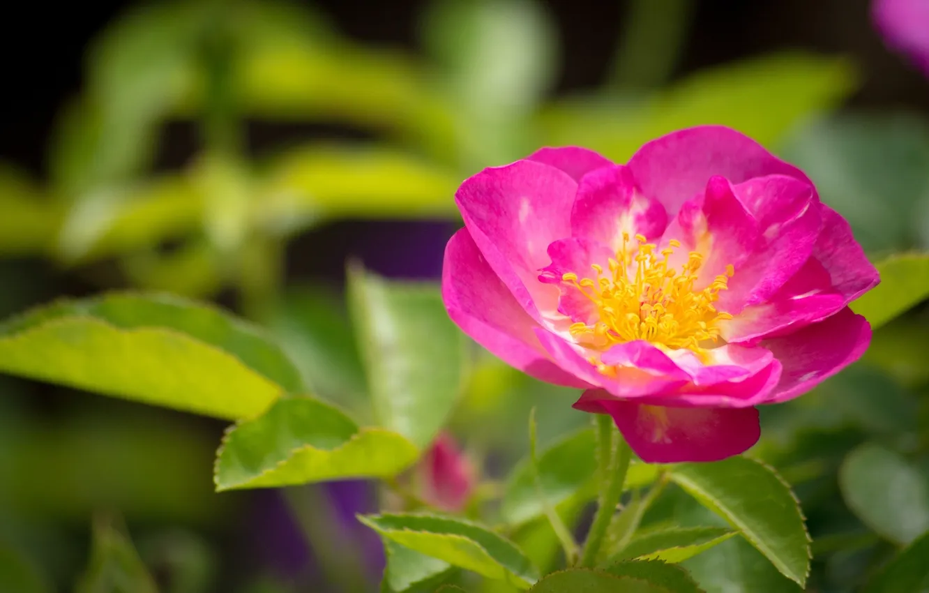Photo wallpaper macro, roses, petals