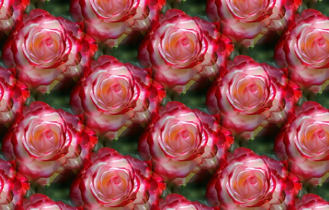 Photo wallpaper flowers, background, roses, texture