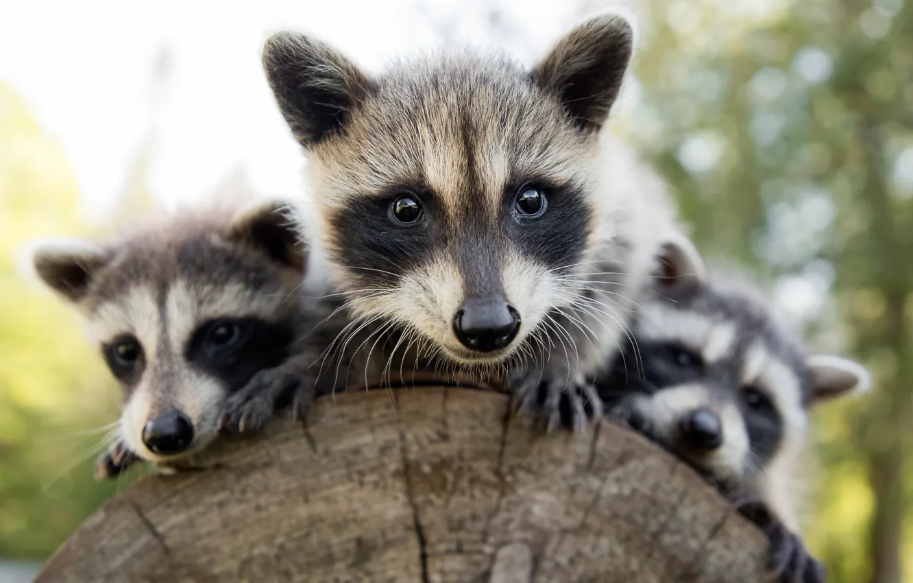 Photo wallpaper look, face, portrait, raccoon, log, face, trio, bokeh