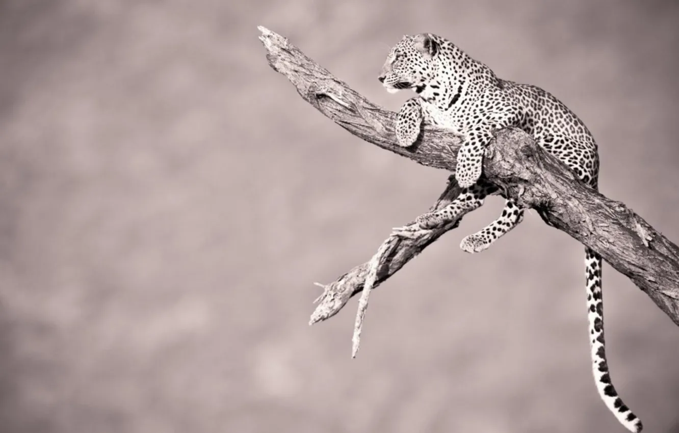 Photo wallpaper Jaguar, animal, wildlife, big cat