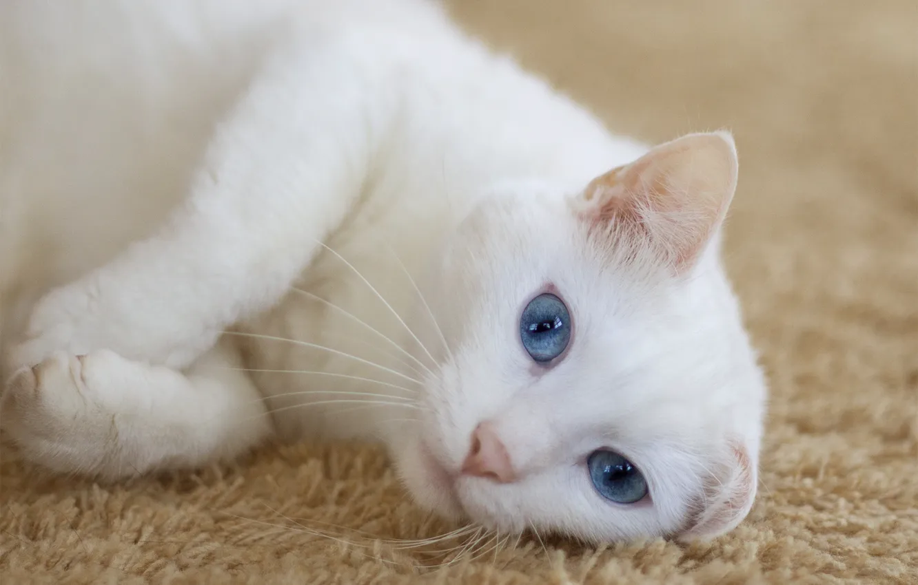 Photo wallpaper cat, look, carpet, lies, white, ears