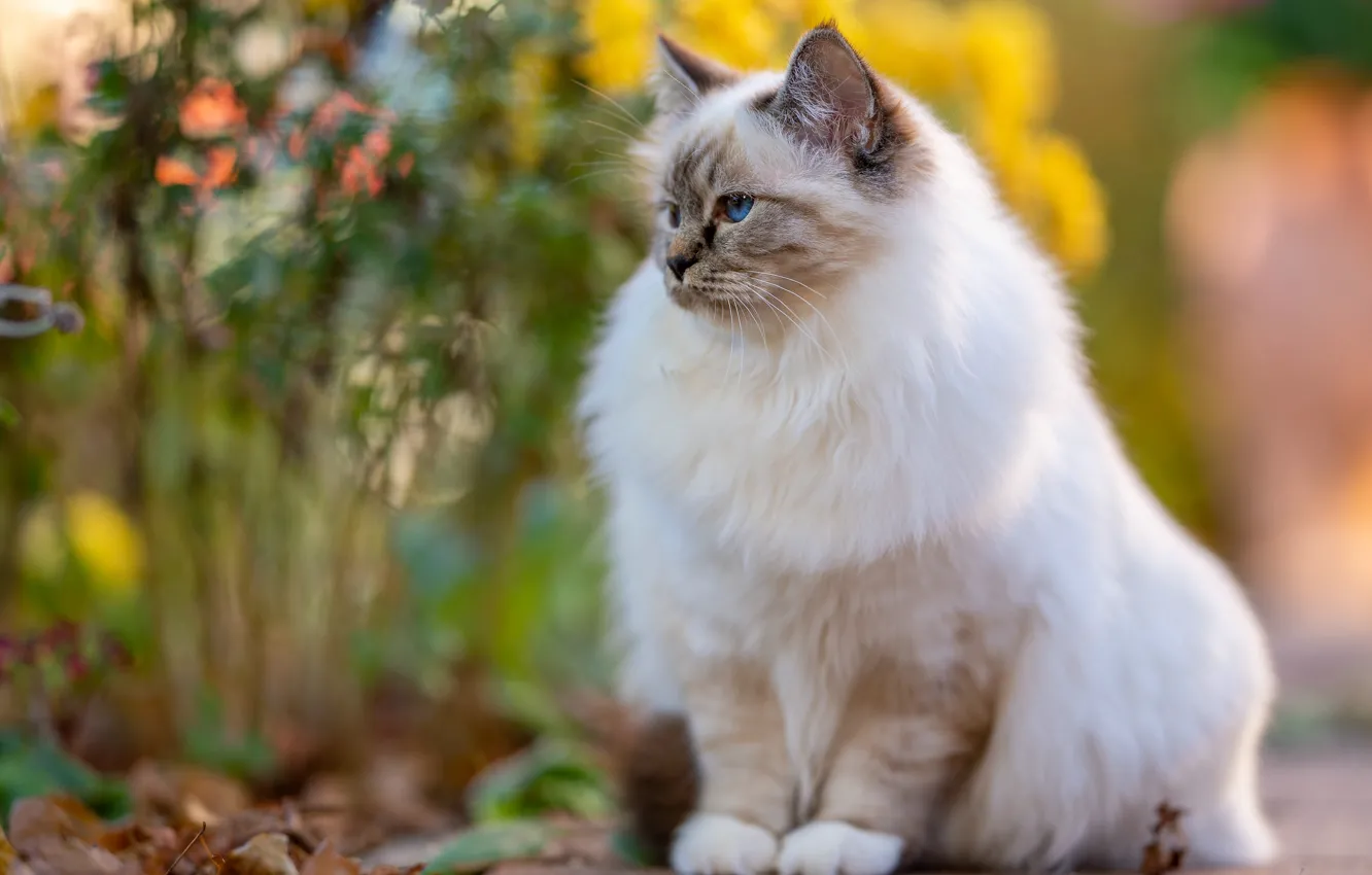 Photo wallpaper cat, cat, pose, garden, muzzle, white, sitting, bokeh