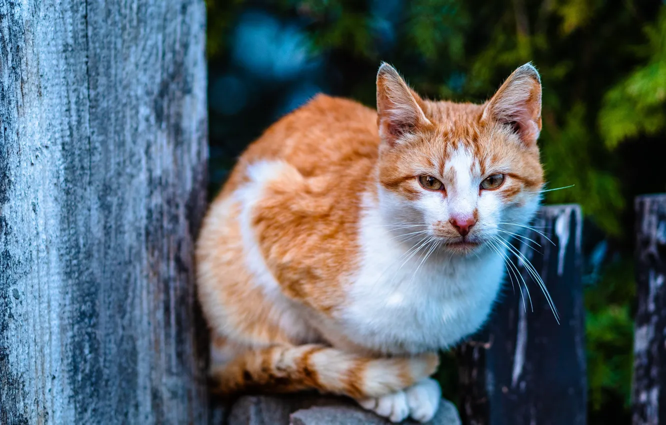 Photo wallpaper cat, cat, look, posts, the fence, red, sitting