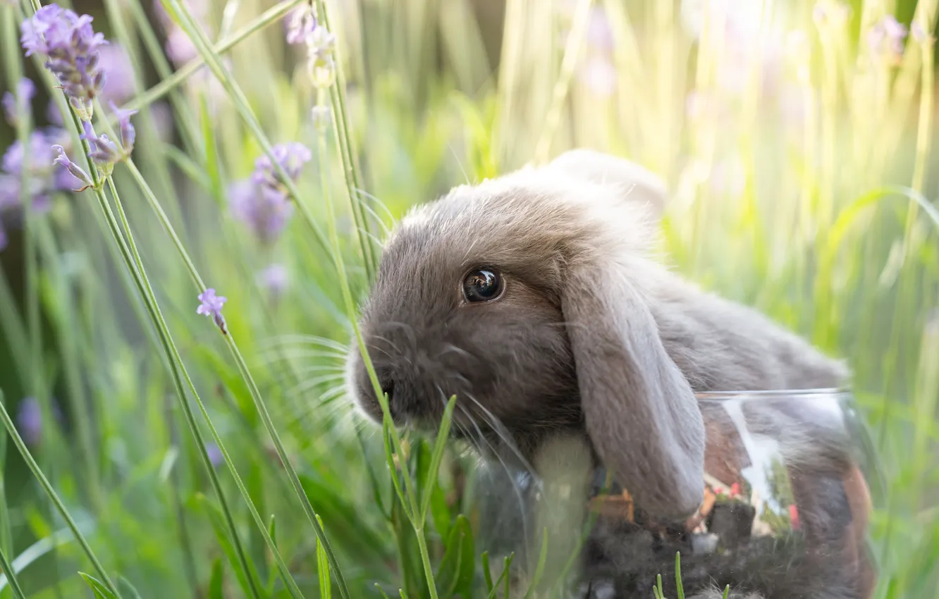 Photo wallpaper rabbit, face, lavender