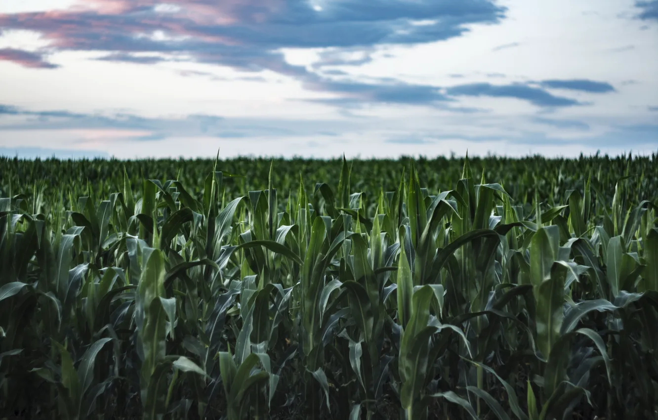Photo wallpaper field, summer, the sky, the evening, corn, corn