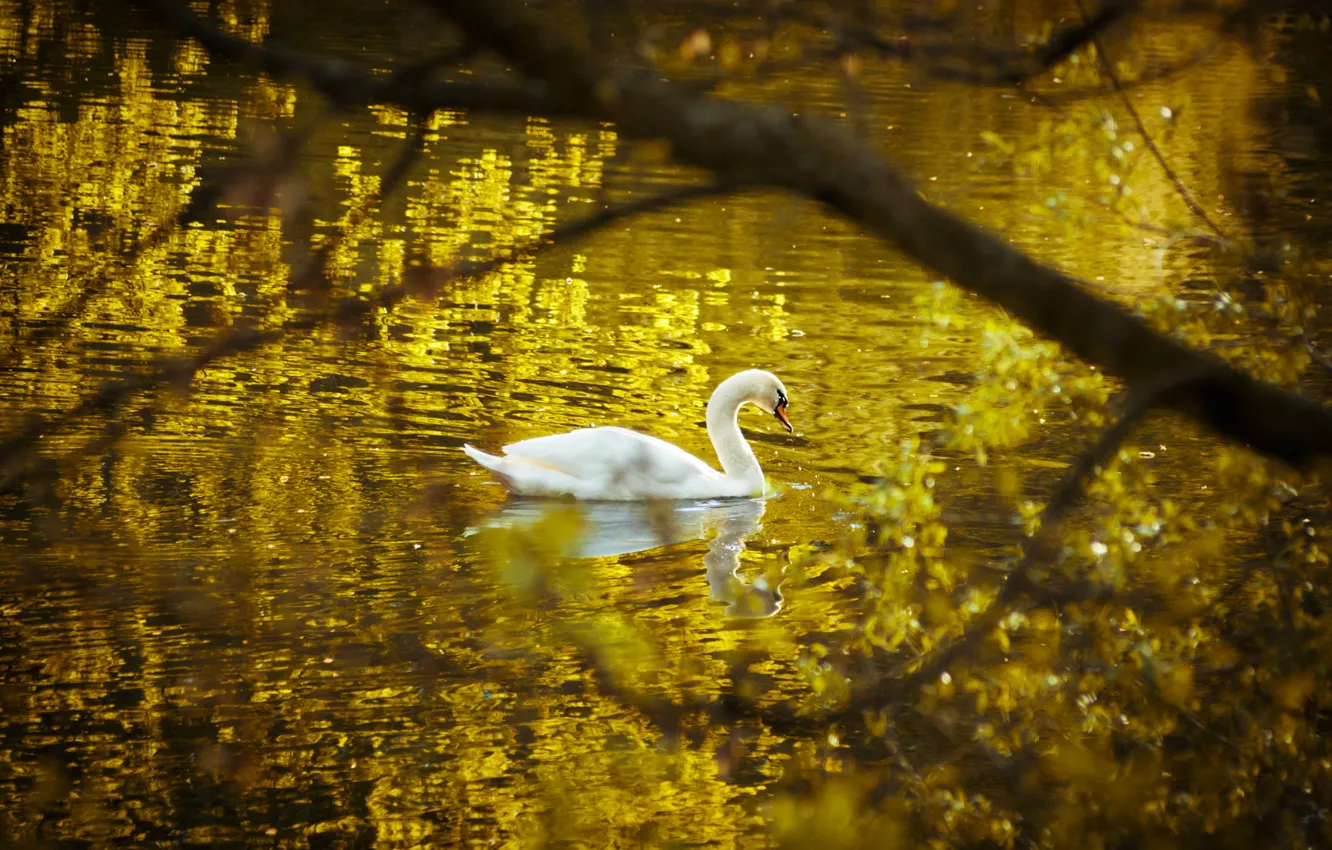 Photo wallpaper nature, lake, swans