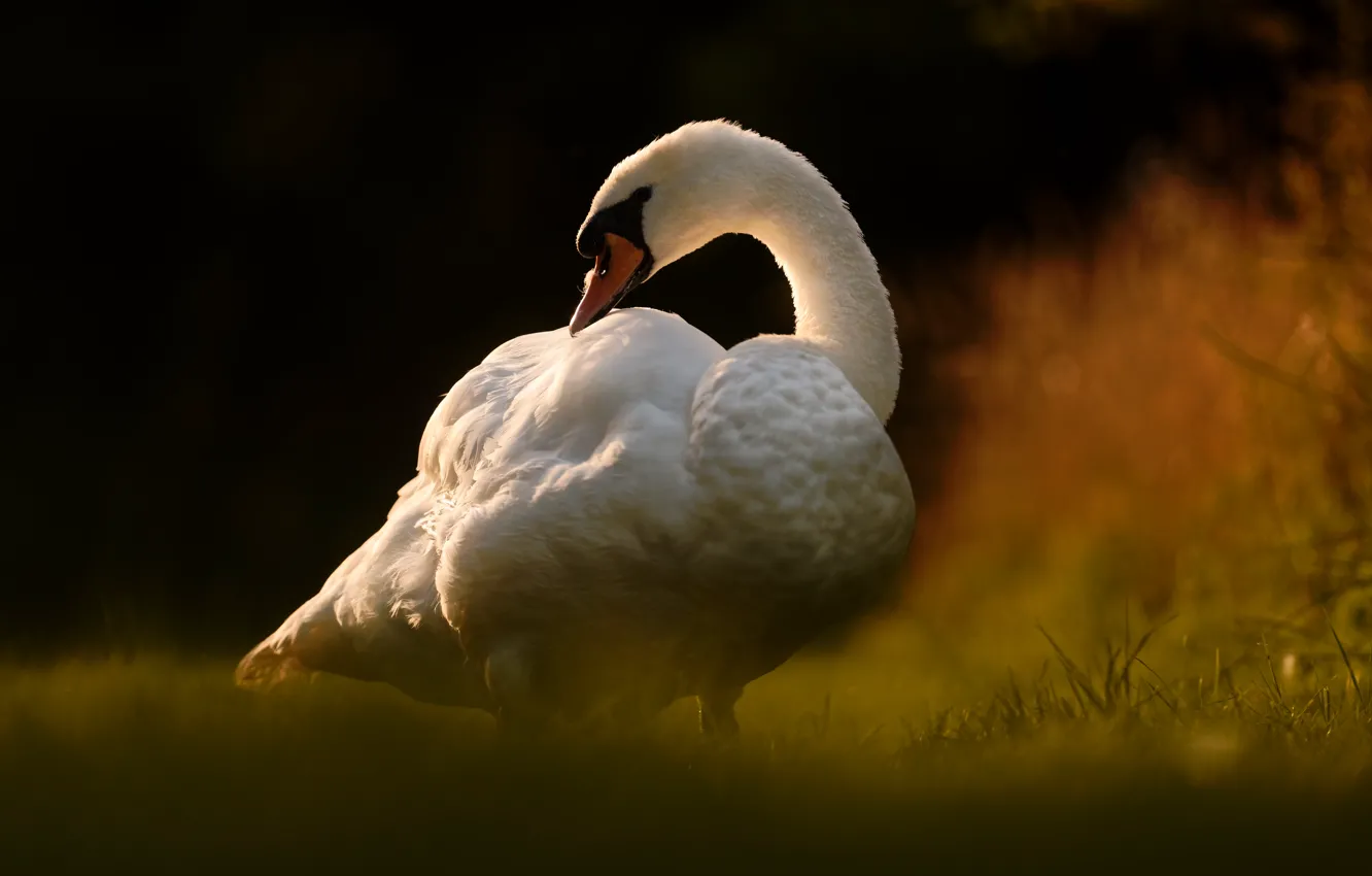 Photo wallpaper bird, swans, bokeh