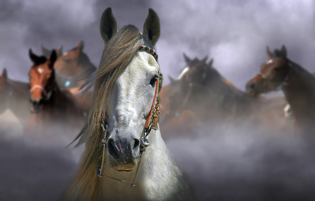 Photo wallpaper background, horse, blur