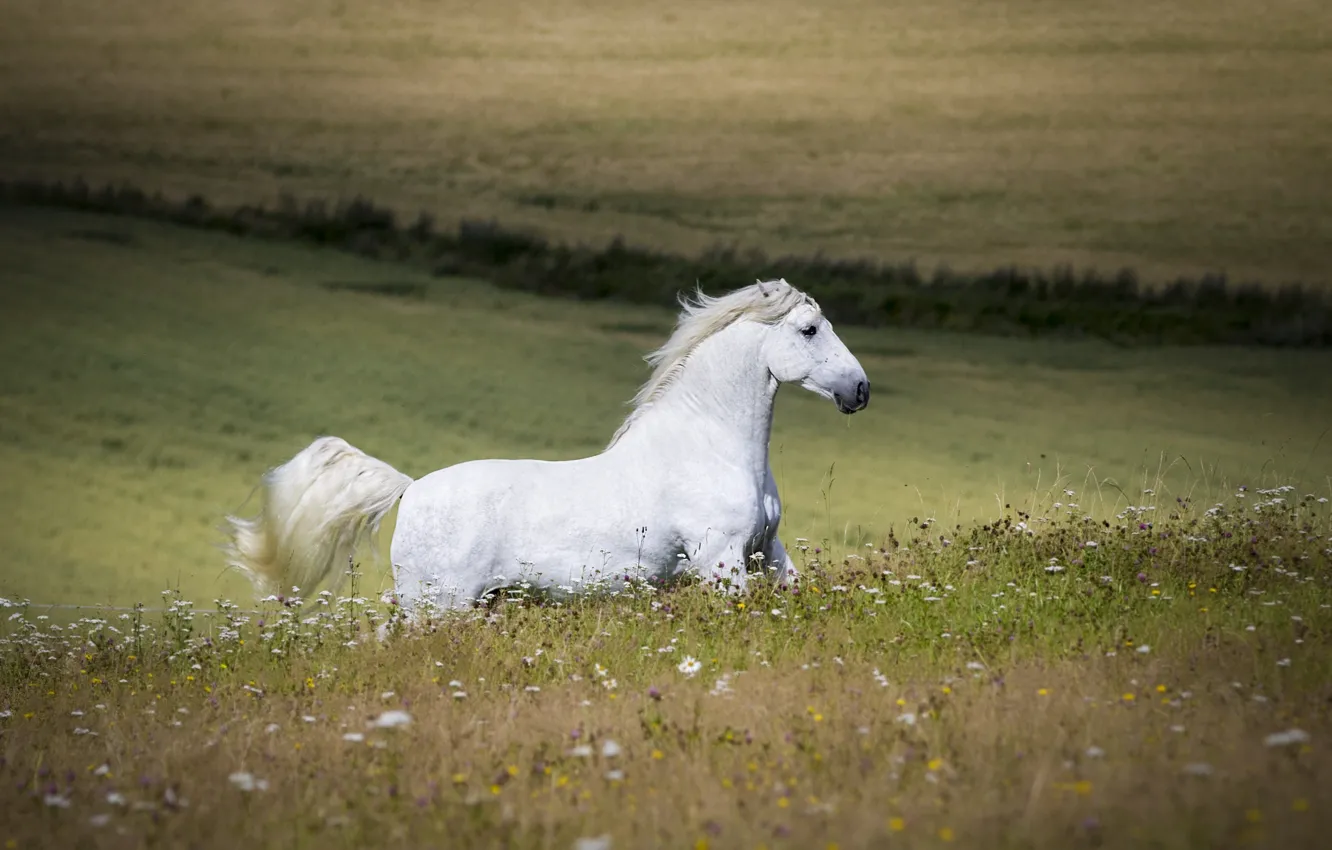 Photo wallpaper white, summer, horse, horse, stallion, meadow, running, space