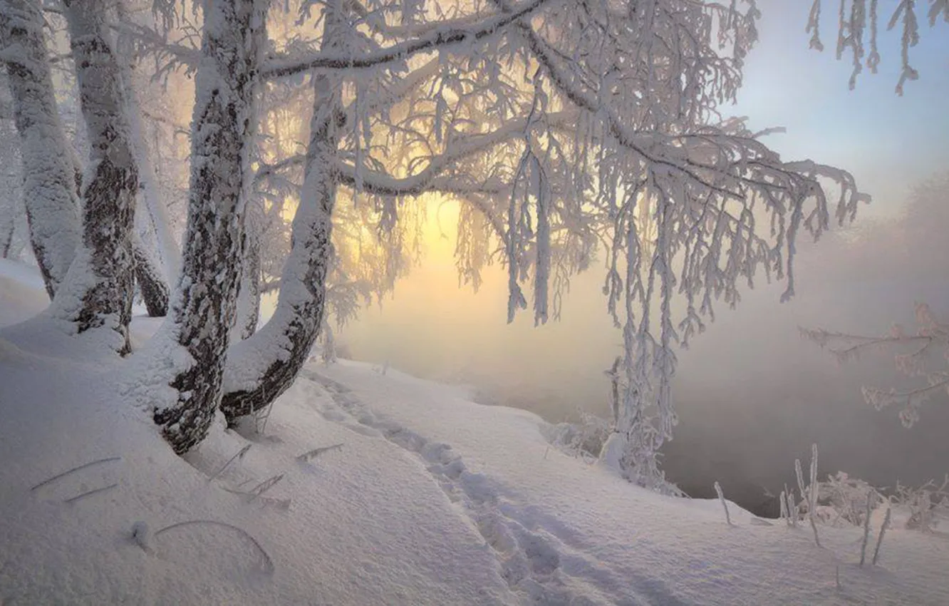 Photo wallpaper trees, nature, winter, snow