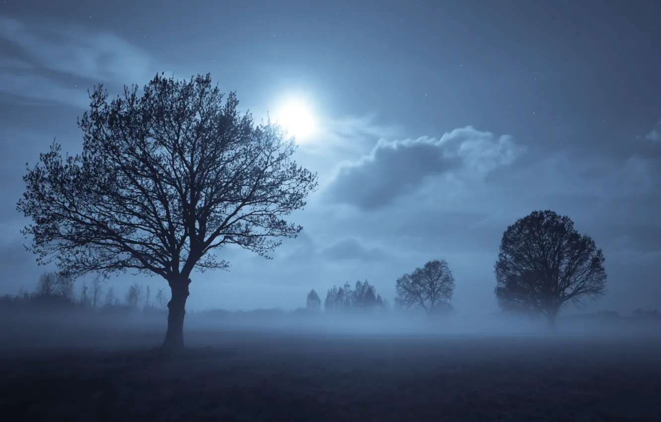 Photo wallpaper stars, clouds, trees, night, the moon