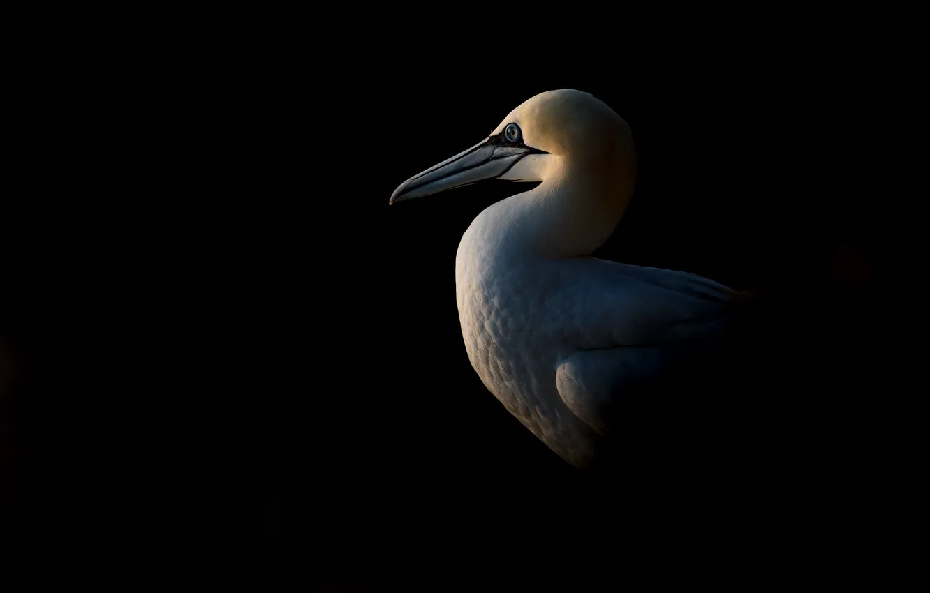 Photo wallpaper light, bird, shadow, Northern Gannet