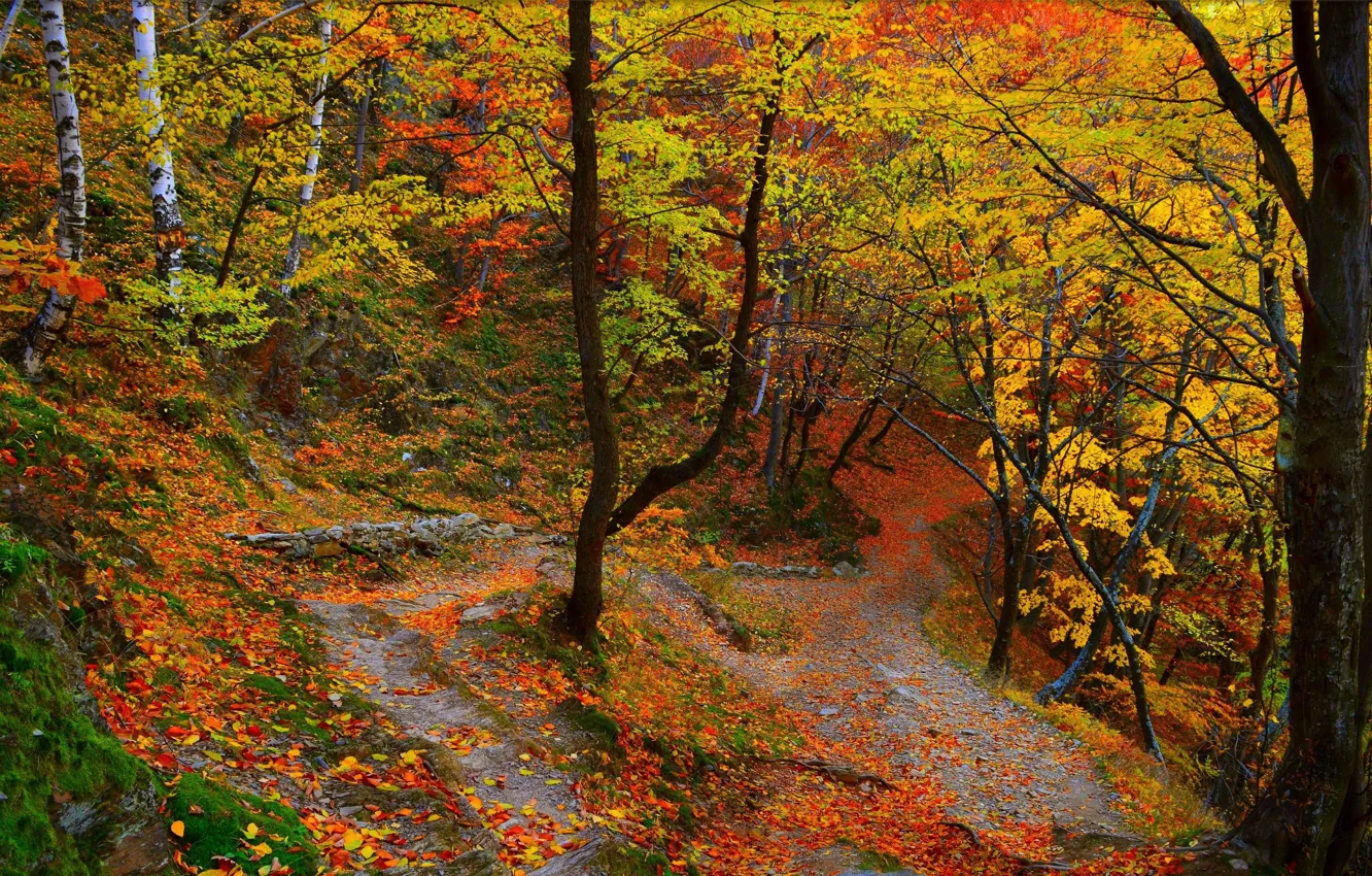 Photo wallpaper Path, Autumn, Trees, Forest, Fall, Foliage, Autumn, Colors