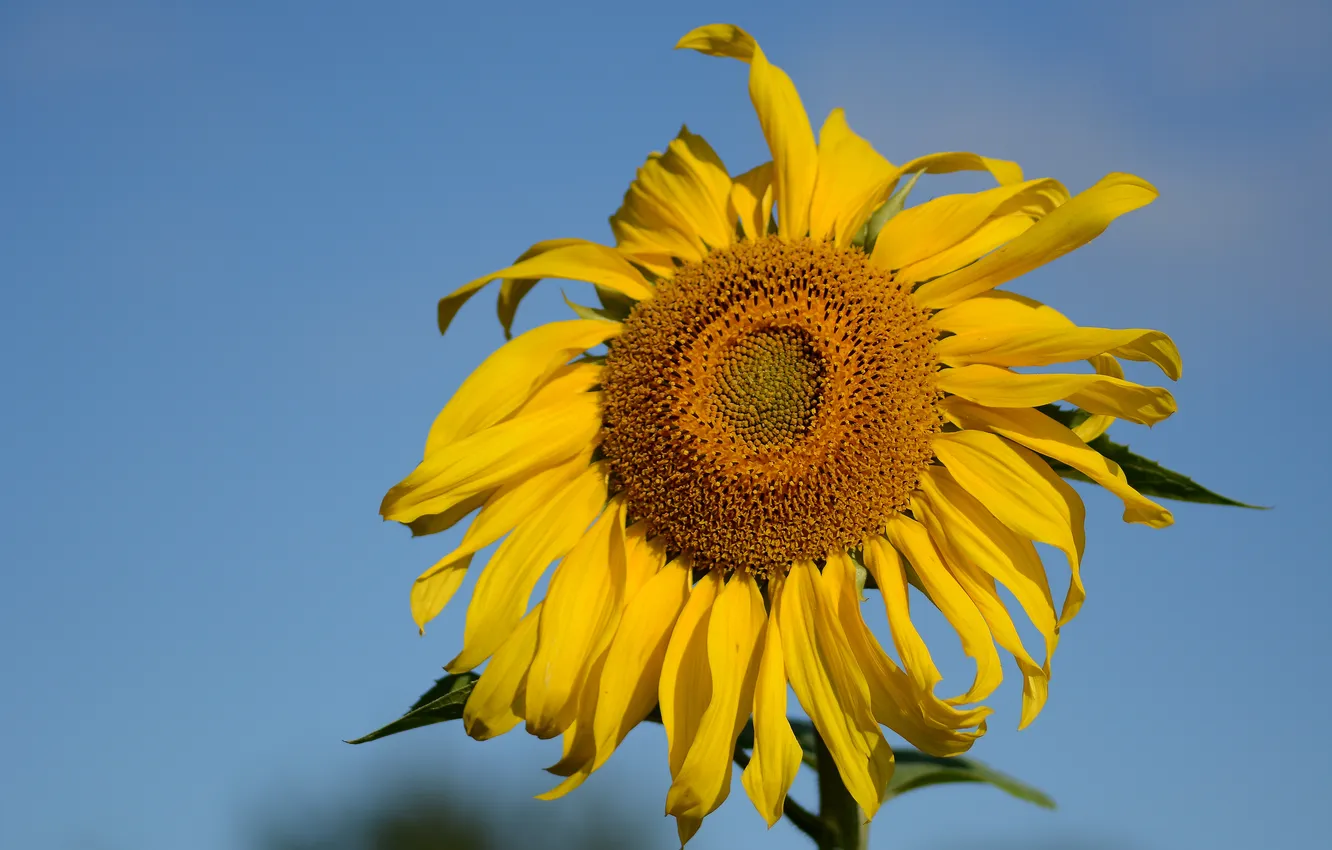Photo wallpaper autumn, the sky, sunflowers, yellow