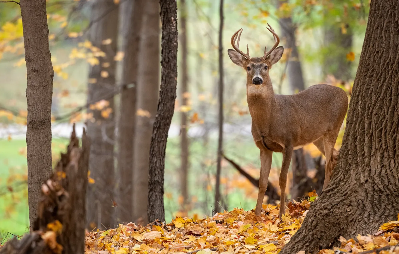 Photo wallpaper autumn, forest, look, trees, branches, nature, deer, horns