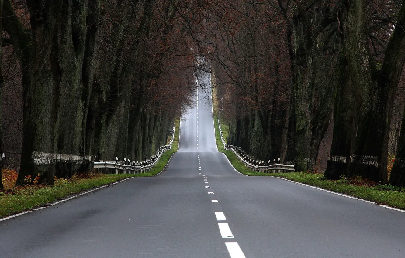 Photo wallpaper road, forest, trees, landscape, photos